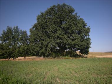 Trstěnice